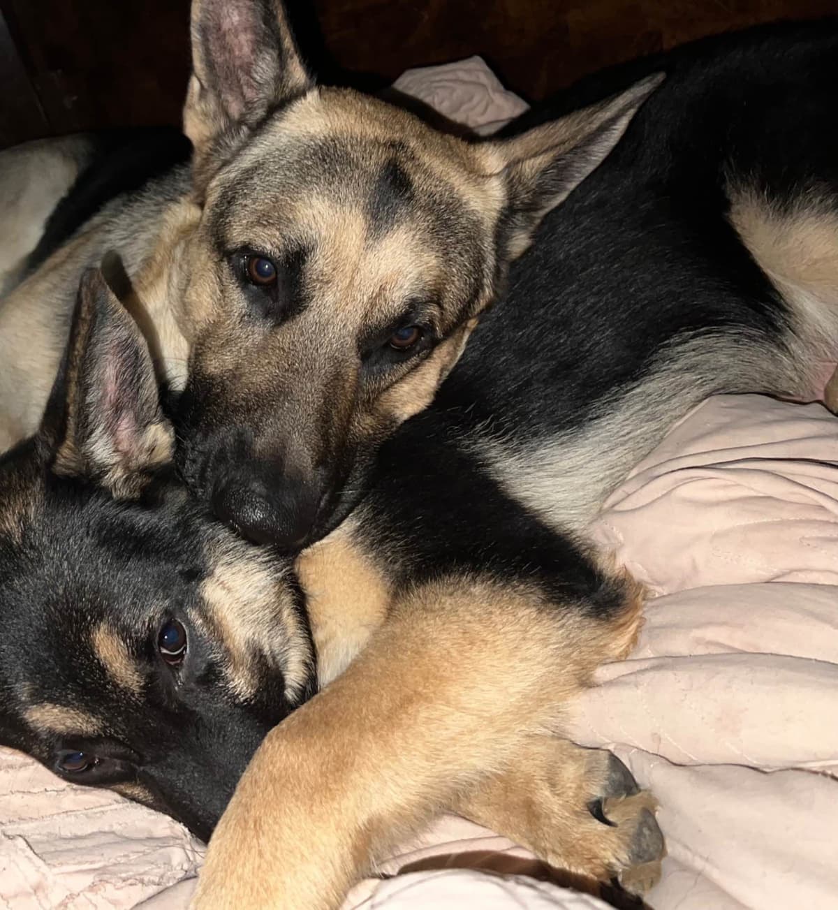 German Shepherd Dog Puppies Willow X Atticus breeder image 2