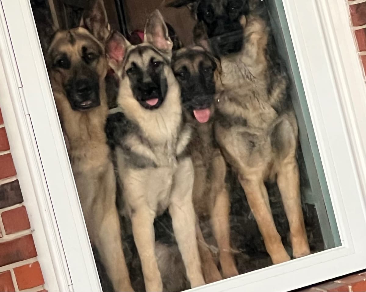 German Shepherd Dog Puppies Willow X Atticus breeder image 4