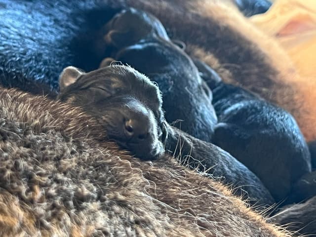 German Shepherd Dog Puppies Willow X Atticus media 18