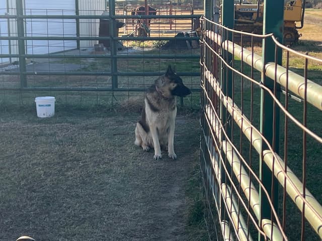 German Shepherd Dog Puppies media 19