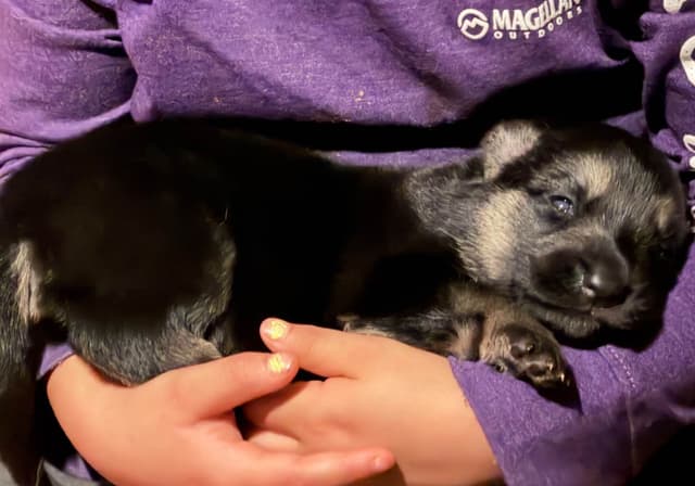 German Shepherd Dog Puppies Willow X Atticus media 17