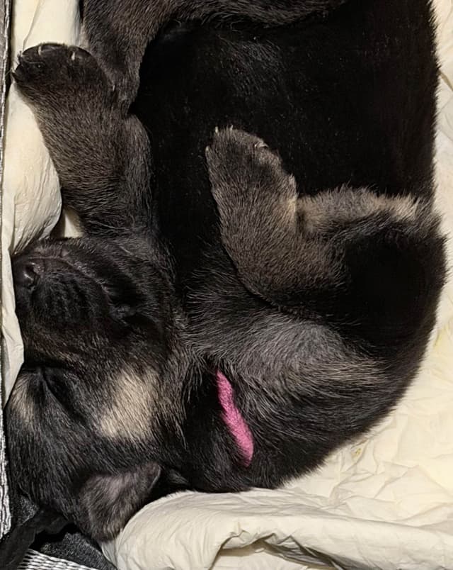 German Shepherd Dog Puppies Willow X Atticus media 16