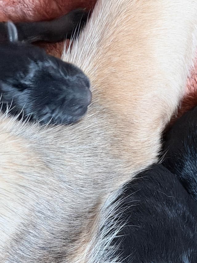 German Shepherd Dog Puppies media 21