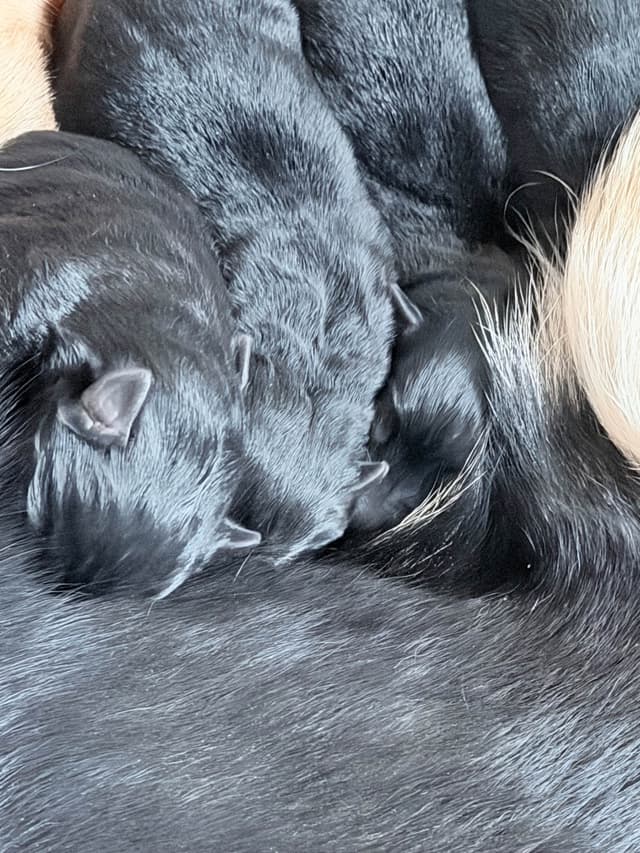 German Shepherd Dog Puppies media 18