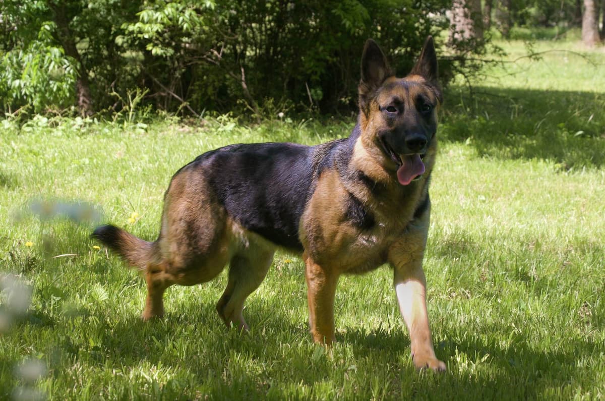 German Shepherd Dog Puppies Willow X Atticus breeder image 3