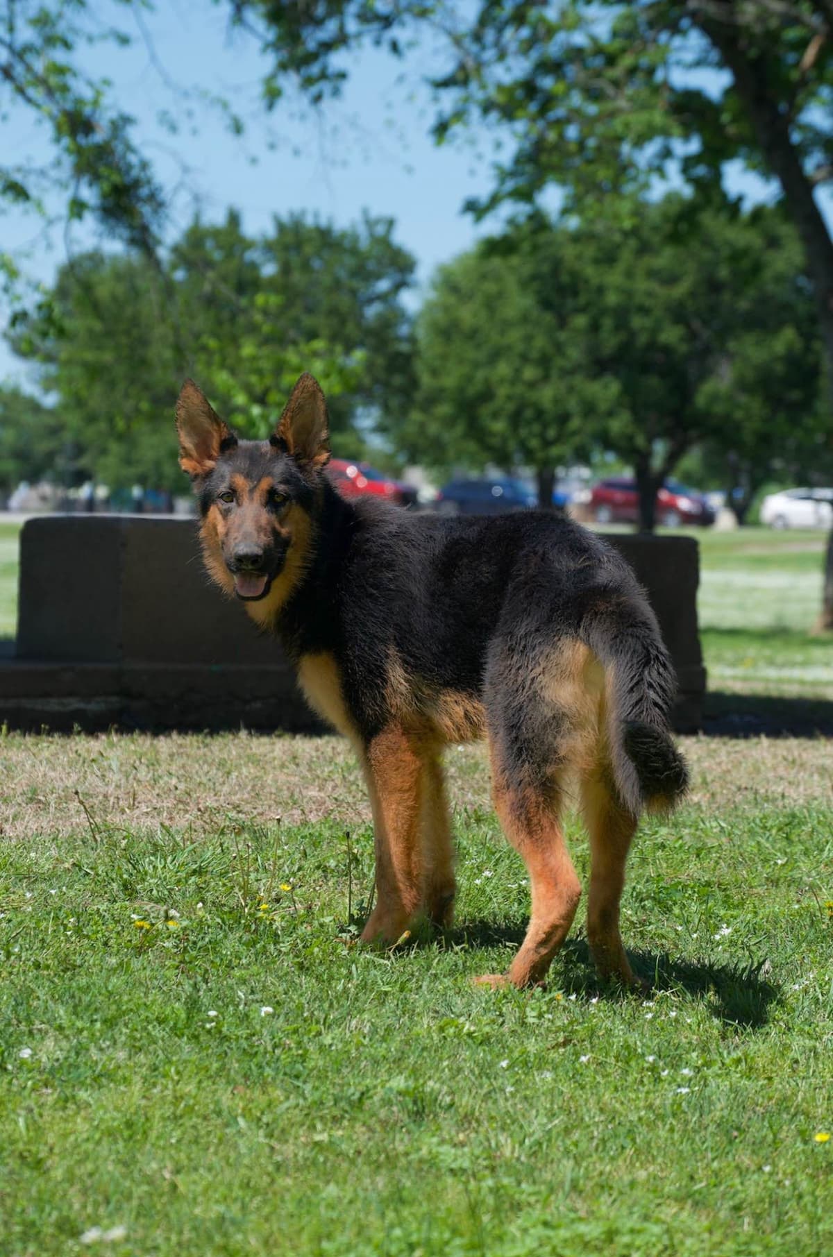 German Shepherd Dog Puppies Willow X Atticus breeder image 11