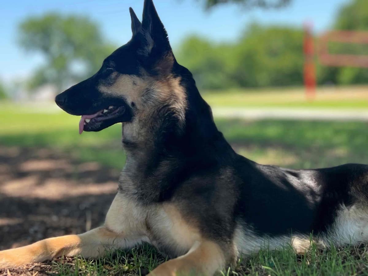 German Shepherd Dog Puppies Willow X Atticus breeder image 6