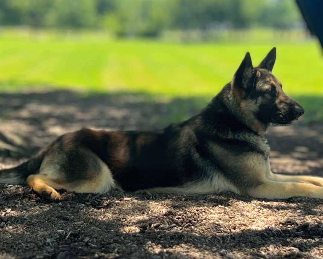 German Shepherd Dog Puppies Willow X Atticus breeder image 12