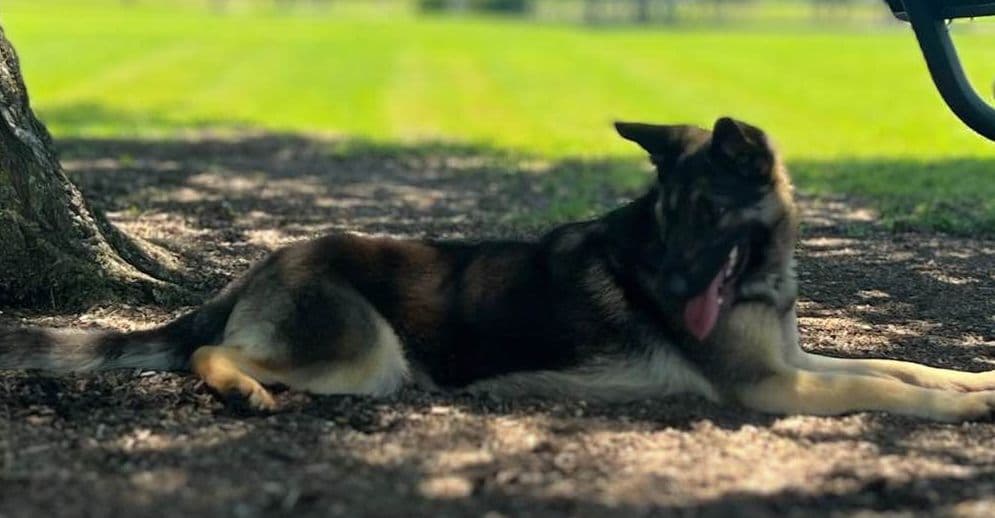 German Shepherd Dog Puppies Willow X Atticus breeder image 25