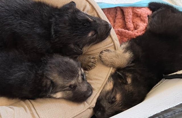 German Shepherd Dog Puppies Willow X Atticus media 15