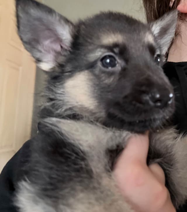 German Shepherd Dog Puppies Willow X Atticus media 14