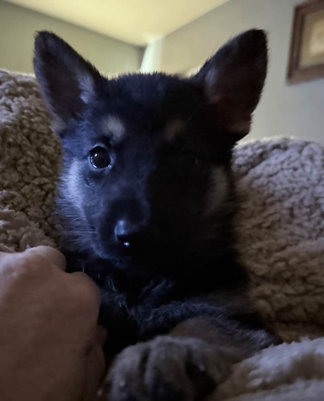 German Shepherd Dog Puppies Willow X Atticus media 13
