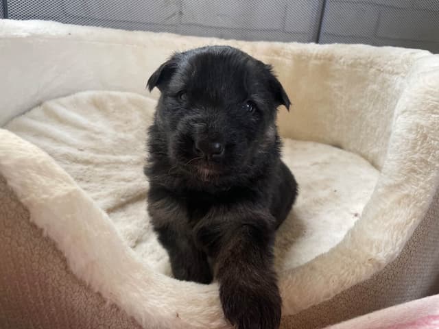 German Shepherd Dog Puppies media 14