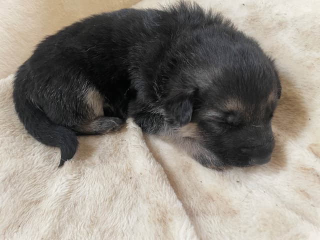 German Shepherd Dog Puppies media 15