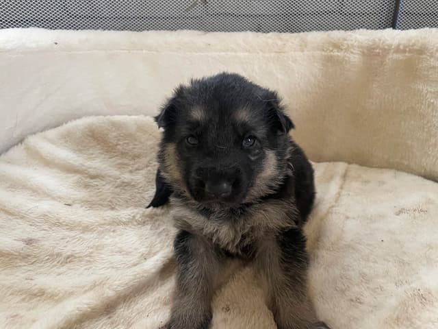 German Shepherd Dog Puppies media 16