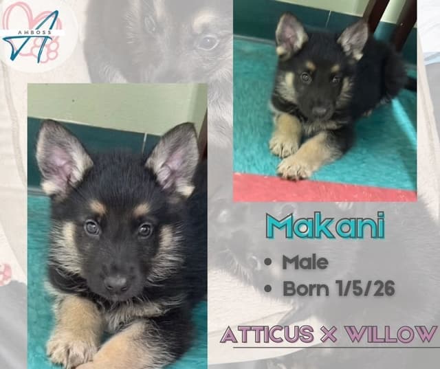 German Shepherd Dog Puppies Willow X Atticus media 19
