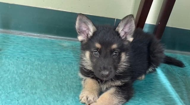 German Shepherd Dog Puppies Willow X Atticus media 12