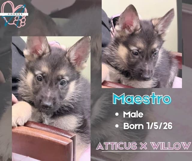 German Shepherd Dog Puppies Willow X Atticus media 20