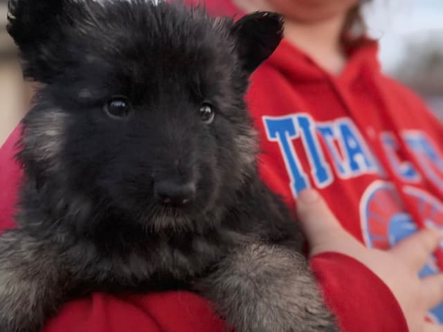 German Shepherd Dog Puppies media 10