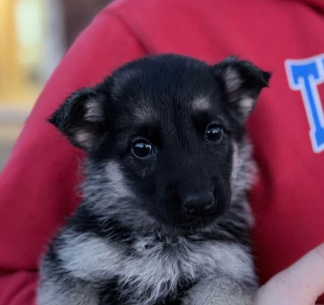 German Shepherd Dog Puppies media 12