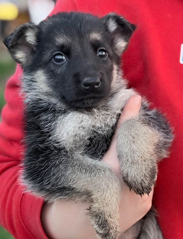 German Shepherd Dog Puppies media 9