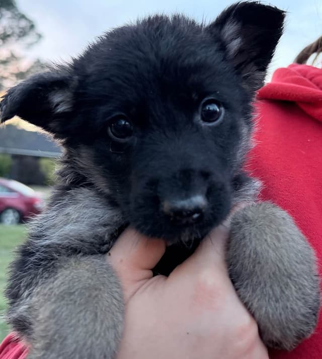German Shepherd Dog Puppies media 11