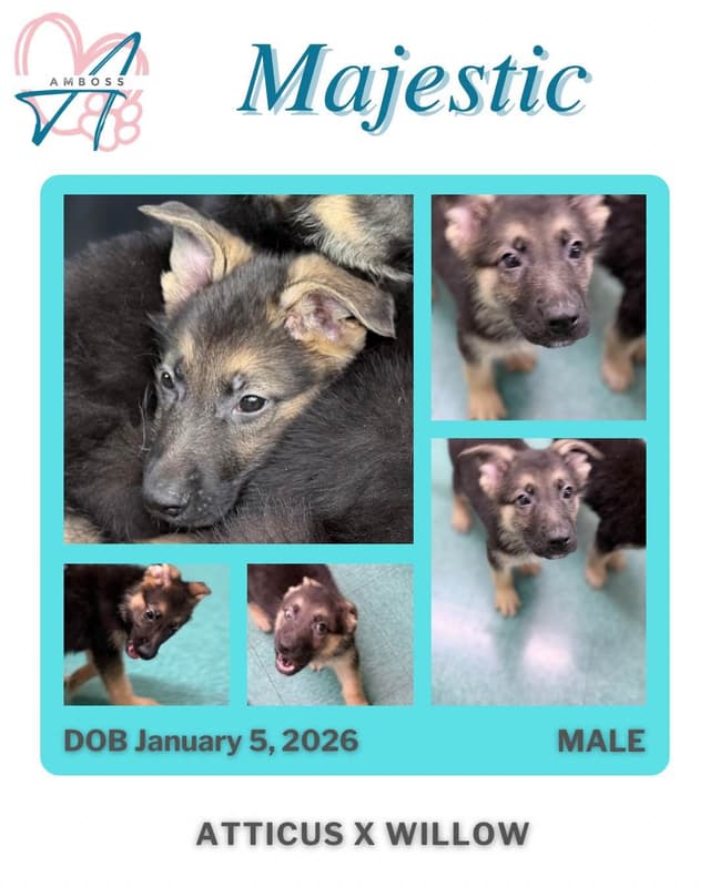 German Shepherd Dog Puppies Willow X Atticus media 9