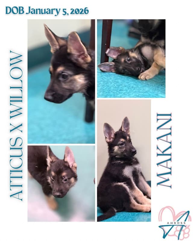 German Shepherd Dog Puppies Willow X Atticus media 10
