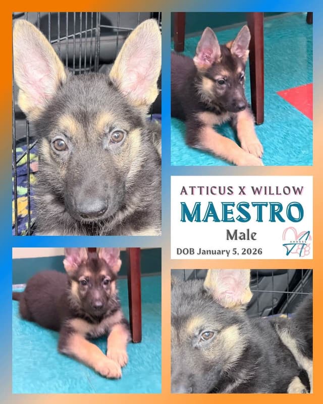 German Shepherd Dog Puppies Willow X Atticus media 11
