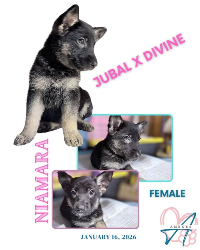 German Shepherd Dog Puppies media 4
