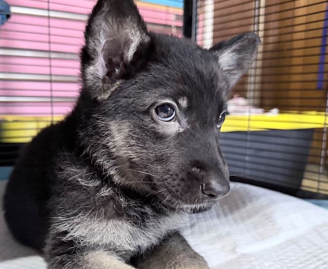 German Shepherd Dog Puppies media 7