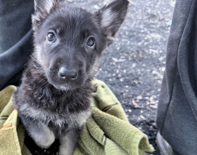 German Shepherd Dog Puppies media 6