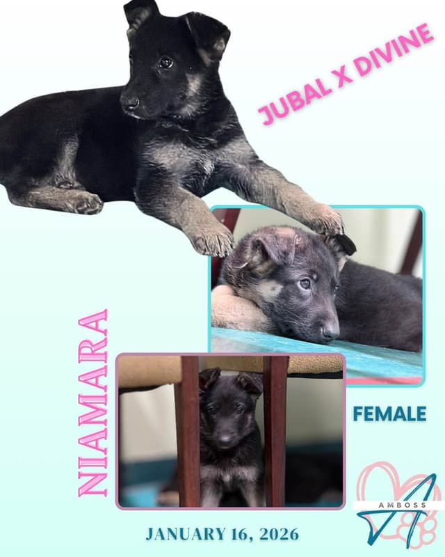 German Shepherd Dog Puppies media 2