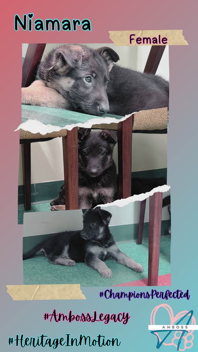 German Shepherd Dog Puppies media 3