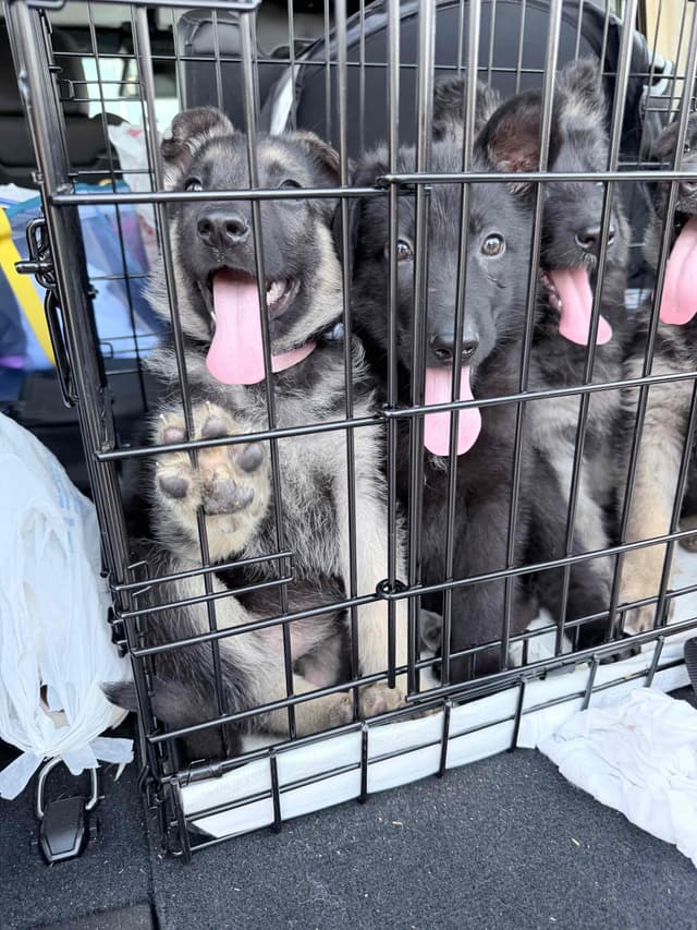 German Shepherd Dog Puppies media 5