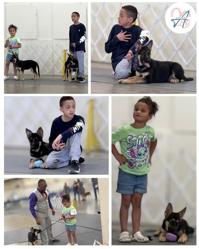 German Shepherd Dog Puppies Willow X Atticus media 3
