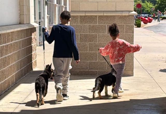 German Shepherd Dog Puppies Willow X Atticus media 5