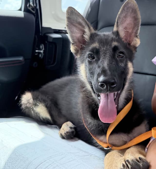 German Shepherd Dog Puppies Willow X Atticus media 4