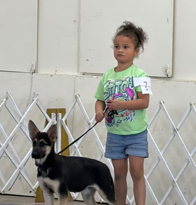 German Shepherd Dog Puppies Willow X Atticus media 6