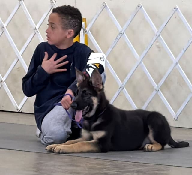 German Shepherd Dog Puppies Willow X Atticus media 8