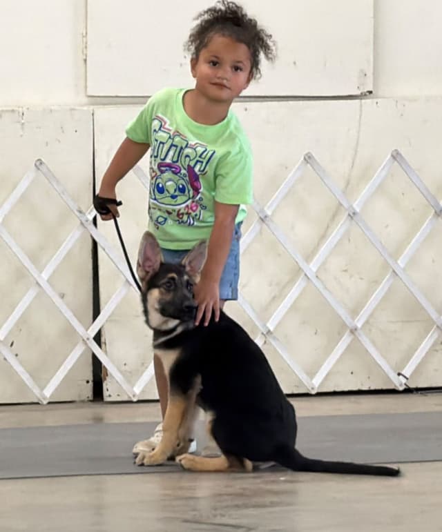 German Shepherd Dog Puppies Willow X Atticus media 7
