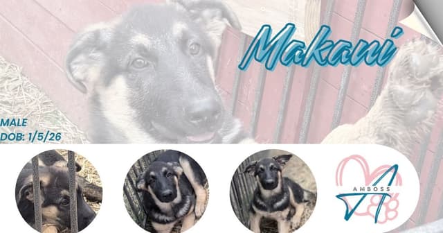 German Shepherd Dog Puppies Willow X Atticus media 2