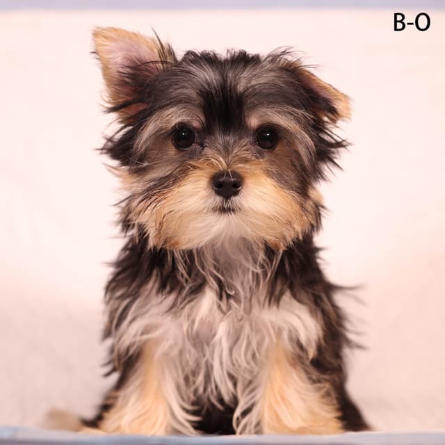 Yorkshire Terrier Puppies media 5