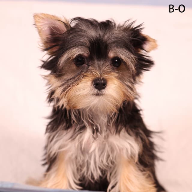 Yorkshire Terrier Puppies media 4