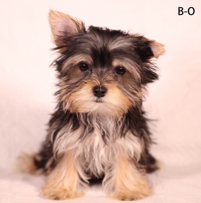 Yorkshire Terrier Puppies media 3