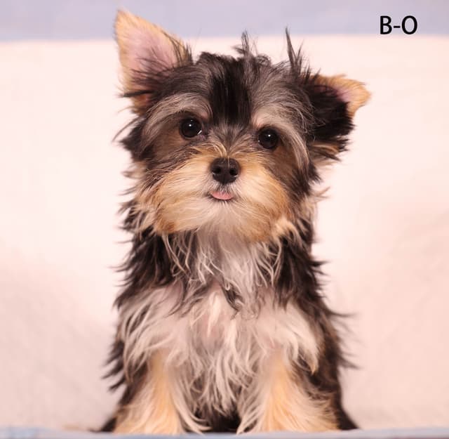 Yorkshire Terrier Puppies media 2