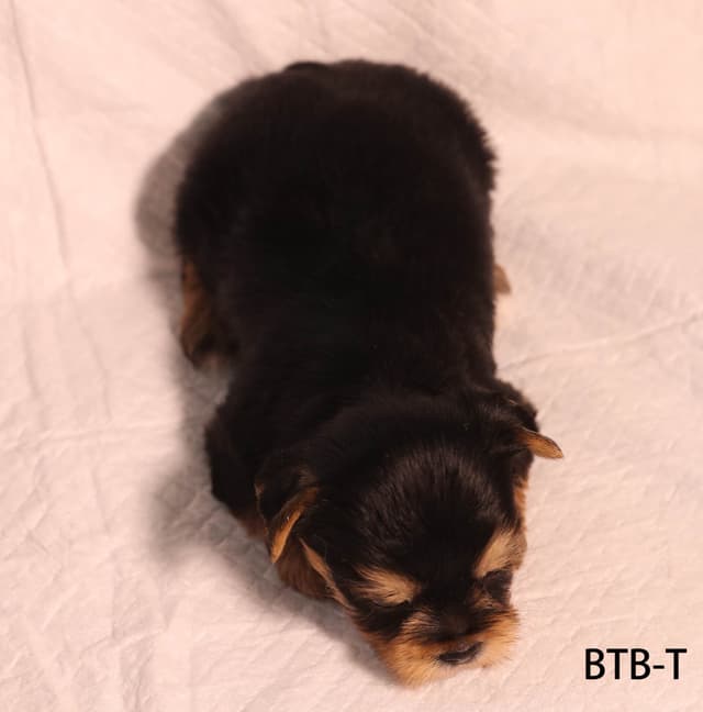 Yorkshire Terrier Puppies media 22