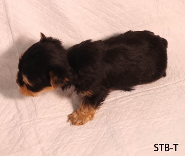 Yorkshire Terrier Puppies media 19