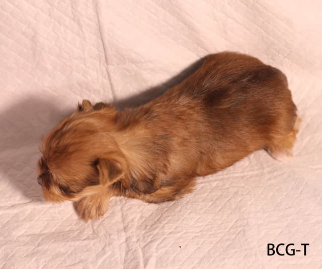 Yorkshire Terrier Puppies media 20
