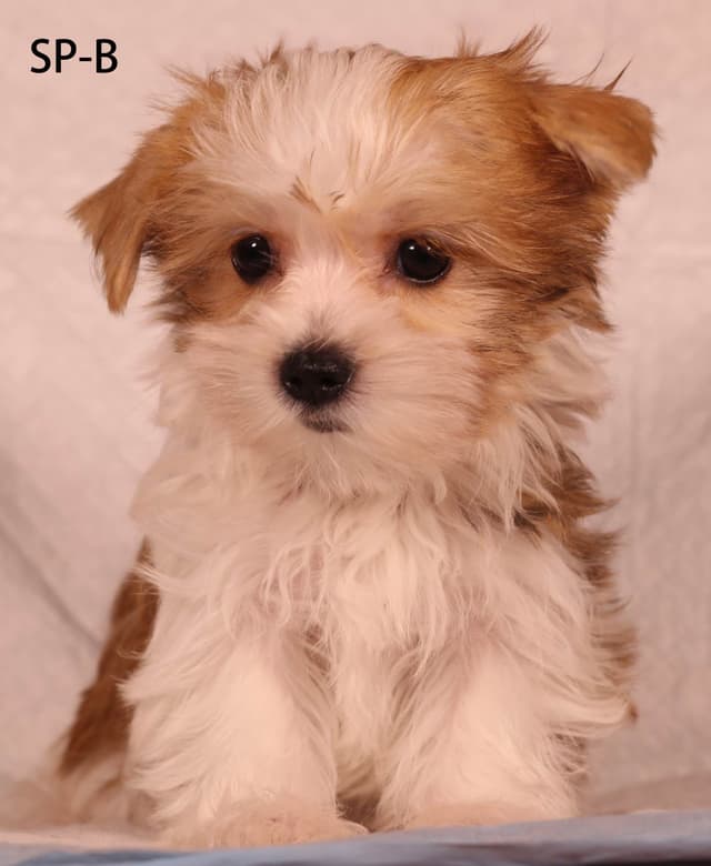 Yorkshire Terrier Puppies media 3